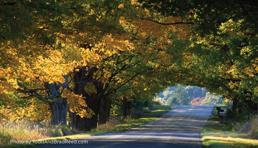 M119 Tunnel of Trees Northern Michigan Guides