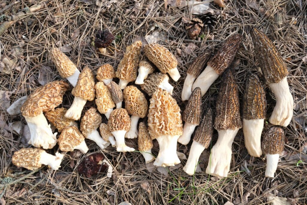 mushroomappreciation.com